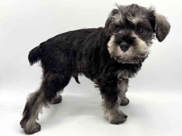 大阪府のミニチュアシュナウザー (ひごペットフレンドリーみのおキューズモール店/2026年1月12日生まれ/男の子/ソルトペッパー)の子犬の3枚目の画像