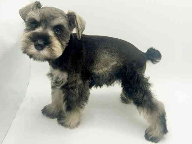 大阪府のミニチュアシュナウザー (ひごペットフレンドリーみのおキューズモール店/2026年1月12日生まれ/女の子/ソルトペッパー)の子犬の3枚目の画像