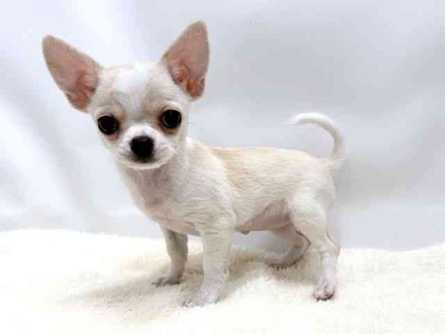 広島県のチワワ(スムース) (ひごペットフレンドリーゆめタウン廿日市店/2026年1月7日生まれ/女の子/クリームホワイト)の子犬の3枚目の画像