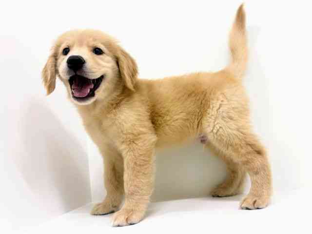 福岡県のゴールデンレトリバー (ひごペットフレンドリーリバーウォーク北九州店/2026年1月7日生まれ/男の子/ゴールデン)の子犬の3枚目の画像