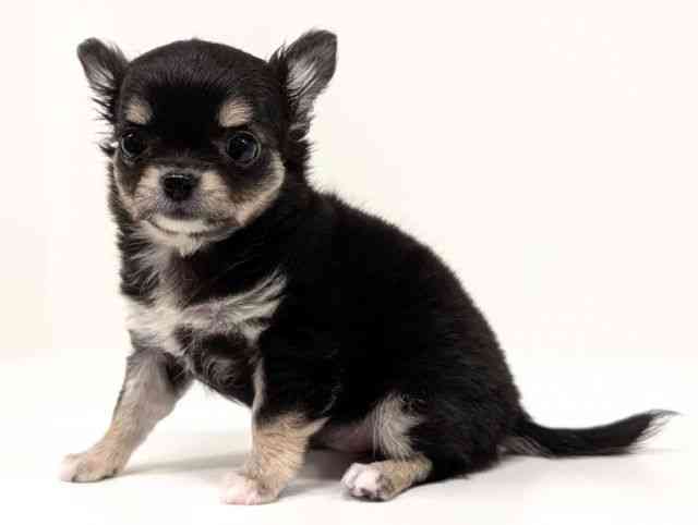 福岡県のチワワ(ロング) (ひごペットフレンドリーリバーウォーク北九州店/2026年1月12日生まれ/女の子/ブラッククリームホワイト)の子犬の3枚目の画像