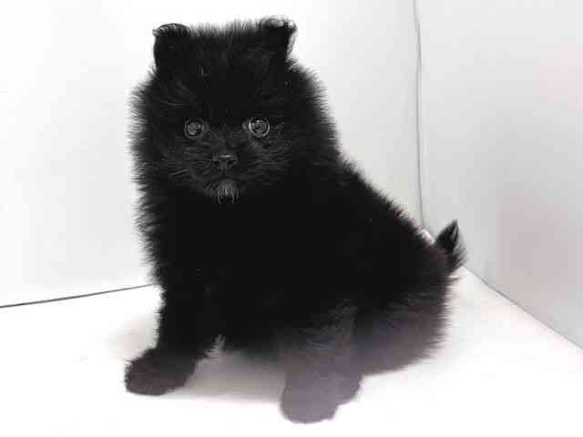 奈良県のポメラニアン (ひごペットフレンドリー奈良パワーシティ店/2026年1月14日生まれ/男の子/ブラック)の子犬の3枚目の画像