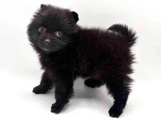 奈良県のポメラニアン (ひごペットフレンドリー田原本店/2026年1月14日生まれ/女の子/ブラック)の子犬の3枚目の画像