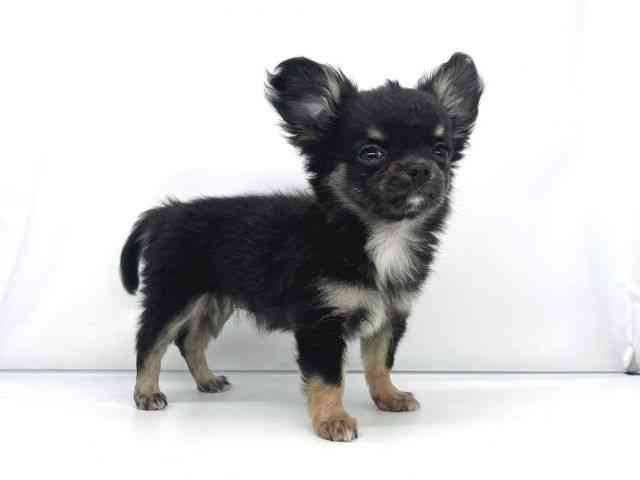 兵庫県のチワワ(ロング) (ひごペットフレンドリーイオンタウン加古川店/2026年1月9日生まれ/女の子/ブラックタンホワイト)の子犬の3枚目の画像