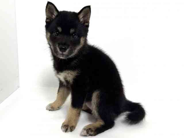 大阪府の柴犬(標準サイズ) (ひごペットフレンドリーアクロスプラザ住之江店/2026年1月6日生まれ/女の子/黒)の子犬の3枚目の画像