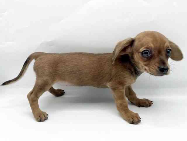 奈良県のチワックス(チワワ×ダックス) (ひごペットフレンドリートナリエ大和高田店/2026年1月14日生まれ/女の子/レッド)の子犬の3枚目の画像