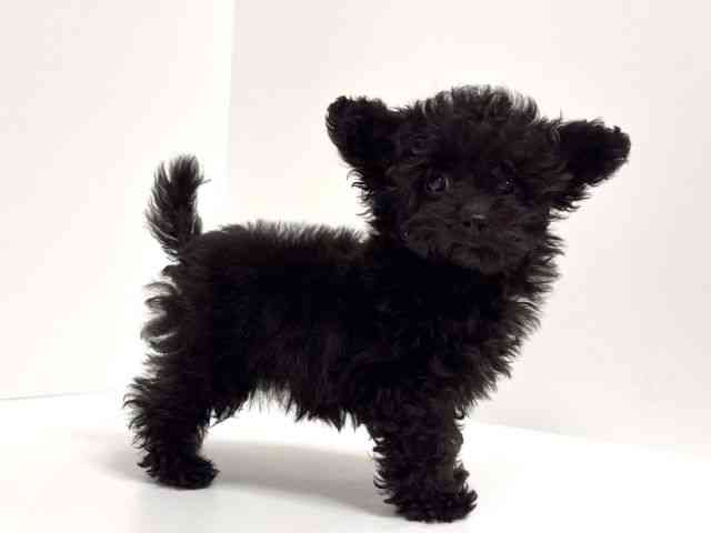 愛知県のトイプードル(トイ) (ひごペットフレンドリーイトーヨーカドー知多店/2026年1月13日生まれ/女の子/ブラック)の子犬の3枚目の画像