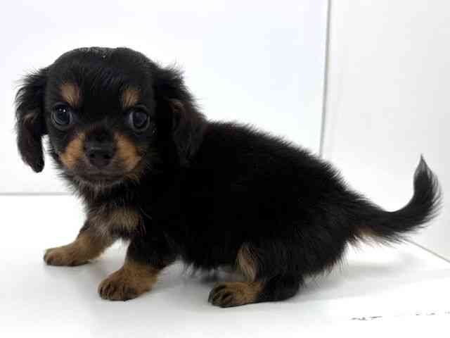 大阪府のチワックス(チワワ×ダックス) (ひごペットフレンドリーベルファⅡ都島店/2026年1月13日生まれ/女の子/ブラッククリーム)の子犬の3枚目の画像