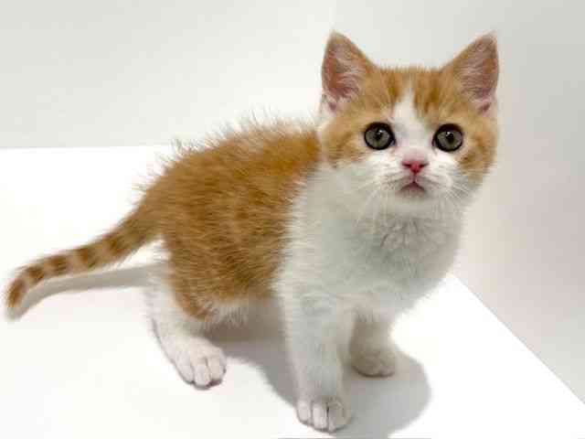 大阪府のマンチカン (ひごペットフレンドリーイオン高槻店/2026年1月15日生まれ/女の子/レッドマッカレルタビーホワイト)の子猫の3枚目の画像