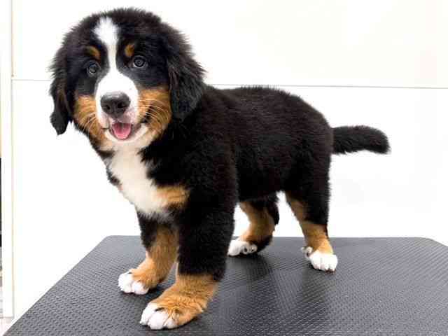 奈良県のバーニーズマウンテンドッグ (ひごペットフレンドリー田原本店/2026年1月17日生まれ/女の子/ブラックラストホワイト)の子犬の3枚目の画像