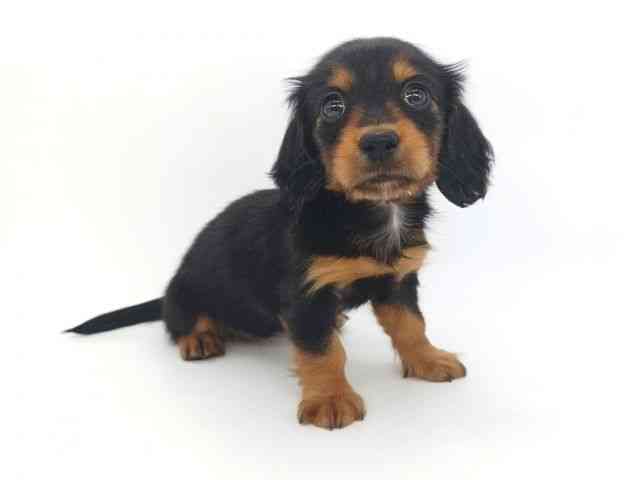 大阪府のミニチュアダックスフンド(ロング) (ひごペットフレンドリー泉ヶ丘店/2026年1月16日生まれ/女の子/ブラックタン)の子犬の3枚目の画像