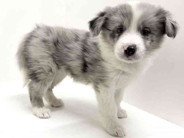 大阪府のボーダーコリー (ひごペットフレンドリーくずはモール店/2026年1月11日生まれ/女の子/ブルーマール)の子犬の3枚目の画像