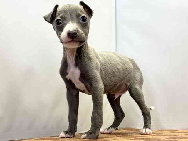 愛媛県のイタリアングレーハウンド (ひごペットフレンドリーエミフルMASAKI店/2026年1月13日生まれ/男の子/ブルーホワイト)の子犬の3枚目の画像