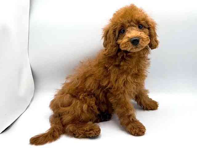 奈良県のトイプードル(トイ) (ひごペットフレンドリー田原本店/2026年1月16日生まれ/女の子/レッド)の子犬の3枚目の画像