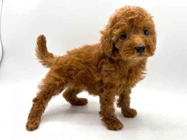 奈良県のトイプードル(トイ) (ひごペットフレンドリー田原本店/2026年1月16日生まれ/女の子/レッド)の子犬の3枚目の画像