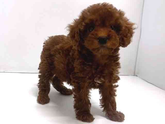 奈良県のトイプードル(トイ) (ひごペットフレンドリー奈良パワーシティ店/2026年1月16日生まれ/女の子/レッド)の子犬の3枚目の画像