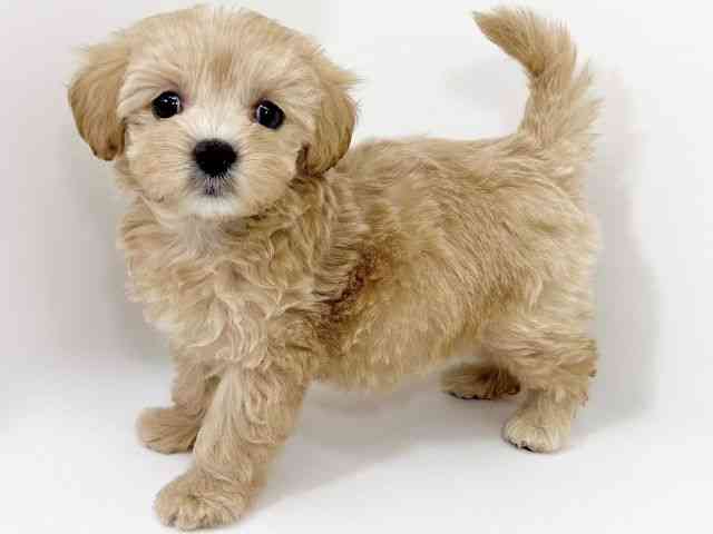 京都府のマルプー(マルチーズ×プードル) (ひごペットフレンドリーイズミヤショッピングセンター八幡店/2026年1月16日生まれ/女の子/クリーム)の子犬の3枚目の画像