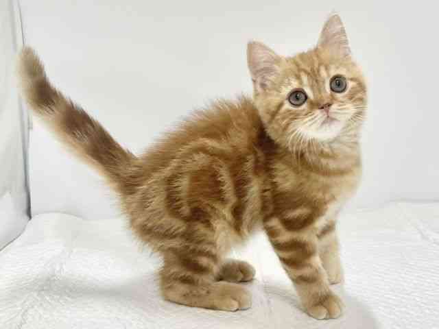 高知県のスコティッシュフォールド (ひごペットフレンドリーイオンモール高知店/2026年1月17日生まれ/男の子/レッドタビー)の子猫の3枚目の画像