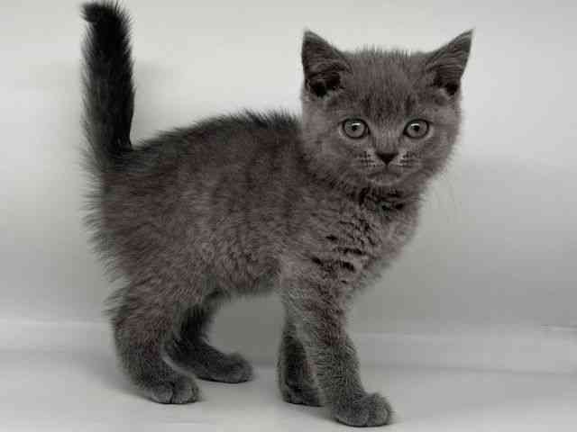 徳島県のブリティッシュショートヘアー (ひごペットフレンドリーゆめタウン徳島店/2026年1月16日生まれ/男の子/ブルー)の子猫の3枚目の画像