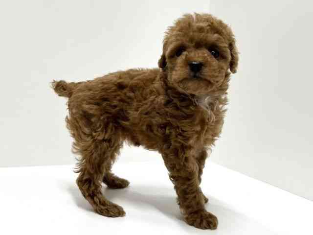 愛知県のトイプードル(トイ) (ひごペットフレンドリーららぽーと名古屋みなとアクルス店/2026年1月10日生まれ/女の子/レッド)の子犬の3枚目の画像