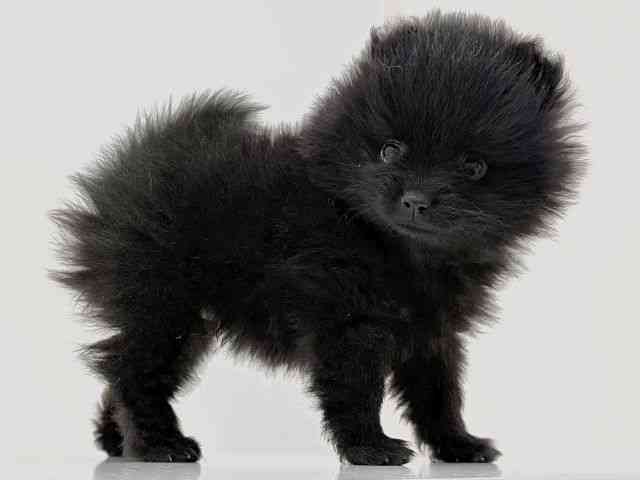 奈良県のポメラニアン (ひごペットフレンドリーイオンモール橿原ウエスト・ビレッジ店/2026年1月16日生まれ/女の子/ブラック)の子犬の3枚目の画像