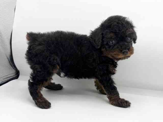 大阪府のトイプードル(トイ) (ひごペットフレンドリーららぽーとEXPOCITY店/2026年1月17日生まれ/男の子/ブラックタン)の子犬の3枚目の画像