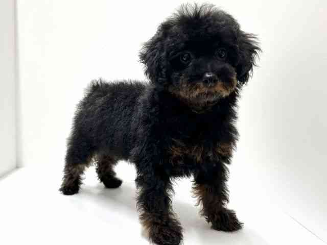 愛知県のトイプードル(トイ) (ひごペットフレンドリーららぽーと名古屋みなとアクルス店/2026年1月17日生まれ/男の子/ブラックタン)の子犬の3枚目の画像