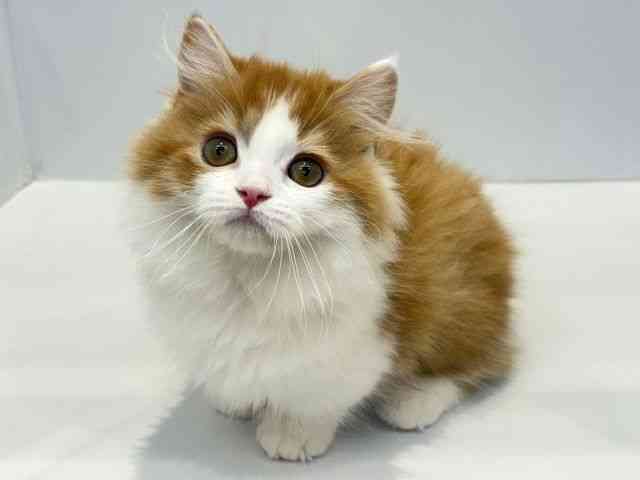 大阪府のマンチカン (ひごペットフレンドリーセブンパーク天美店/2026年1月16日生まれ/男の子/レッドホワイト)の子猫の3枚目の画像