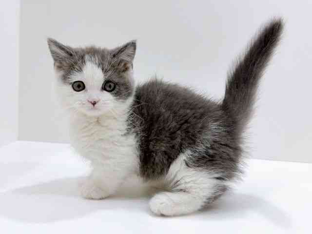 広島県のマンチカン (ひごペットフレンドリーフジグラン神辺店/2026年1月16日生まれ/女の子/ブルーホワイト)の子猫の3枚目の画像