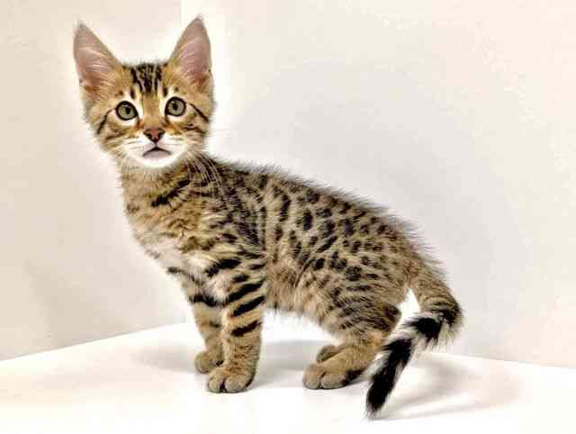 福岡県のベンガル (ひごペットフレンドリーリバーウォーク北九州店/2026年1月17日生まれ/男の子/ブラウンスポットタビー)の子猫の3枚目の画像