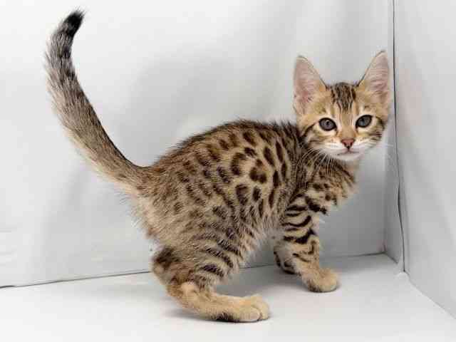 京都府のベンガル (ひごペットフレンドリー洛北阪急スクエア店/2026年1月17日生まれ/女の子/ブラウンスポットタビー)の子猫の3枚目の画像