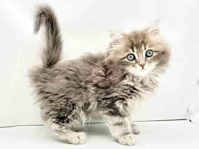 兵庫県のサイベリアン (ひごペットフレンドリークラウンパーク伊丹店/2026年1月11日生まれ/男の子/ブルークラシックタビー)の子猫の3枚目の画像