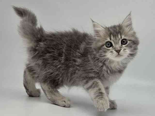 島根県のサイベリアン (ひごペットフレンドリーイオンモール出雲店/2026年1月11日生まれ/男の子/ブルークラシックタビー)の子猫の3枚目の画像