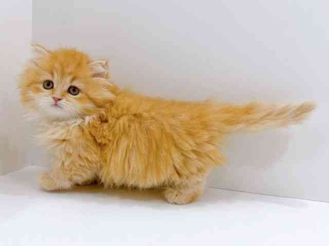 広島県のミヌエット (ひごペットフレンドリーフジグラン神辺店/2026年1月17日生まれ/女の子/レッドタビー)の子猫の3枚目の画像