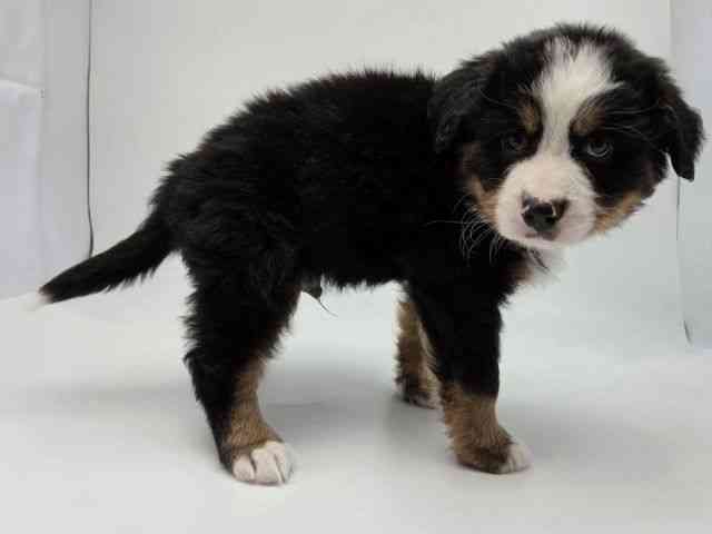 島根県のバーニーズマウンテンドッグ (ひごペットフレンドリーイオンモール出雲店/2026年1月17日生まれ/男の子/ブラックラストホワイト)の子犬の3枚目の画像