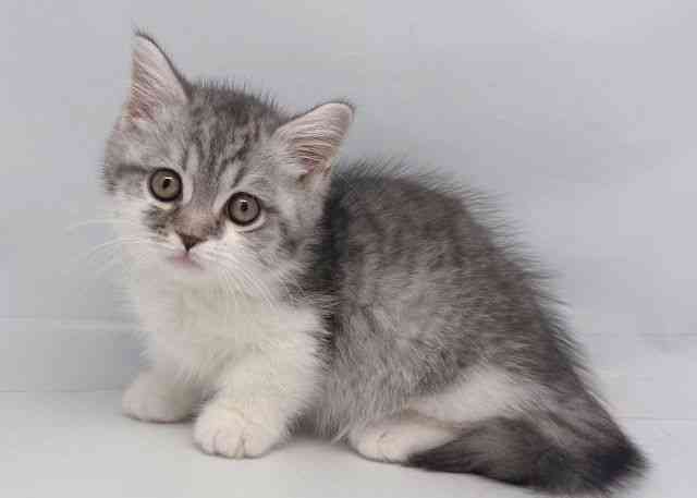 鳥取県のマンチカン (ひごペットフレンドリーイオンモール鳥取北店/2026年1月15日生まれ/男の子/シルバータビーホワイト)の子猫の3枚目の画像