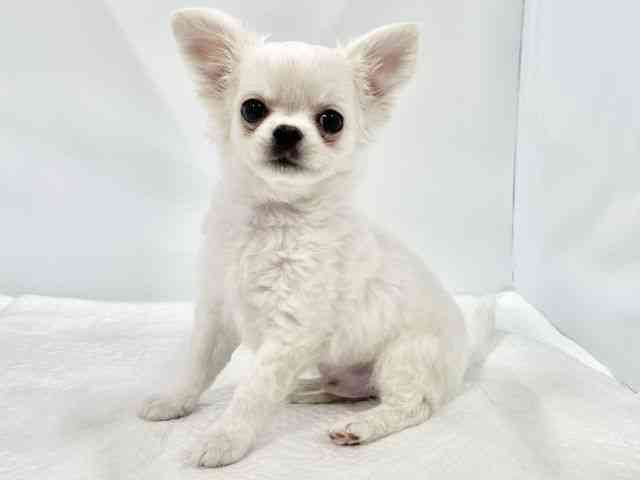 高知県のチワワ(ロング) (ひごペットフレンドリーイオンモール高知店/2026年1月14日生まれ/男の子/ホワイトクリーム)の子犬の3枚目の画像