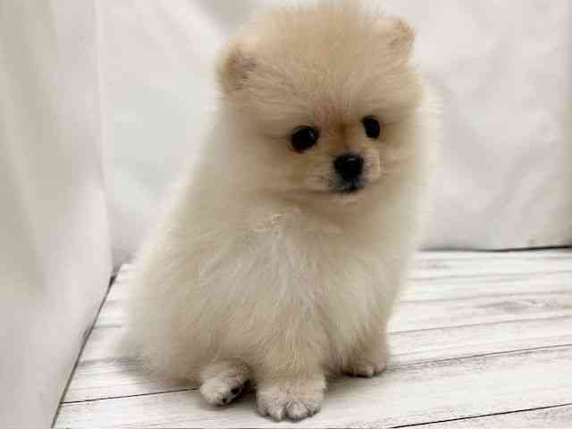 和歌山県のポメラニアン (ひごペットフレンドリーパームシティ和歌山店/2026年1月12日生まれ/男の子/ホワイト)の子犬の3枚目の画像