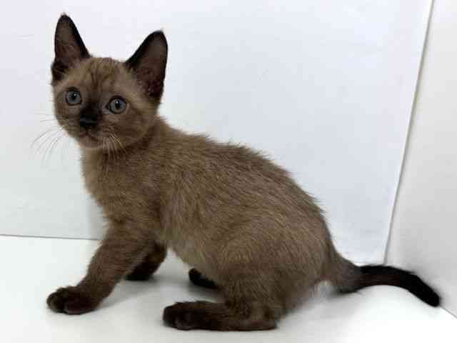 大阪府のバーミーズ (ひごペットフレンドリーベルファⅡ都島店/2026年1月15日生まれ/男の子/シャンパン)の子猫の3枚目の画像