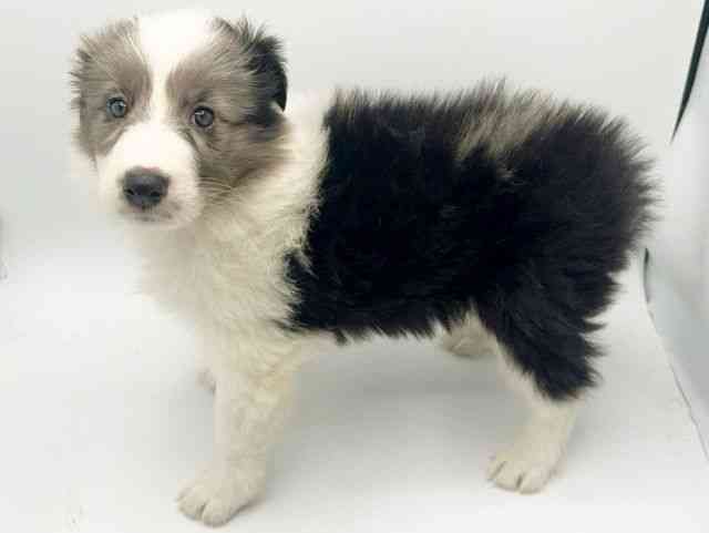 大阪府のハーフ犬・ミックス犬 (ひごペットフレンドリーみのおキューズモール店/2026年1月11日生まれ/女の子/ブルーマール)の子犬の3枚目の画像