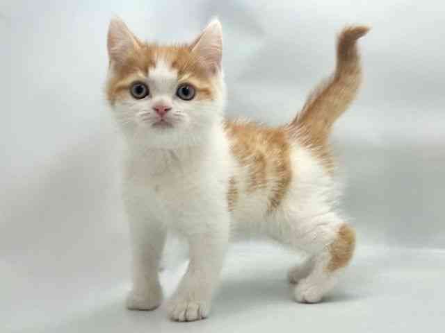 大阪府のスコティッシュフォールド (ひごペットフレンドリー東淀川店/2026年1月11日生まれ/男の子/レッドタビーホワイト)の子猫の3枚目の画像