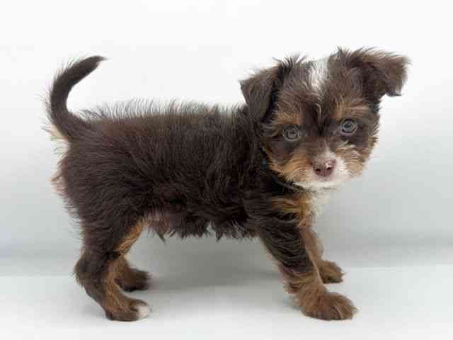 大阪府のチワプー/プーチー(チワワ×プードル) (ひごペットフレンドリーららぽーとEXPOCITY店/2026年1月15日生まれ/男の子/チョコレートタン)の子犬の3枚目の画像