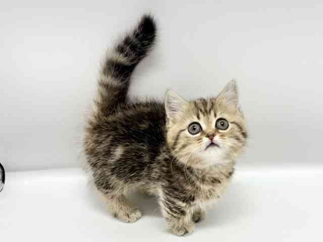 大阪府のミヌエット (ひごペットフレンドリーイオンタウン豊中庄内店/2026年1月16日生まれ/女の子/ブラウンタビー)の子猫の3枚目の画像