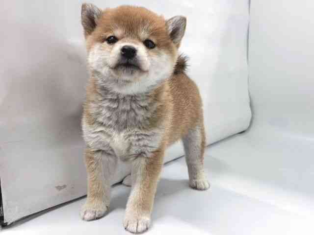 京都府の柴犬(標準サイズ) (ひごペットフレンドリー京都店/2026年1月17日生まれ/女の子/赤)の子犬の3枚目の画像