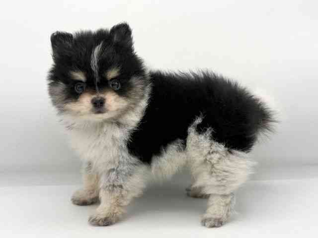 大阪府のポメラニアン (ひごペットフレンドリーららぽーとEXPOCITY店/2026年1月18日生まれ/男の子/ブラックタンホワイト)の子犬の3枚目の画像