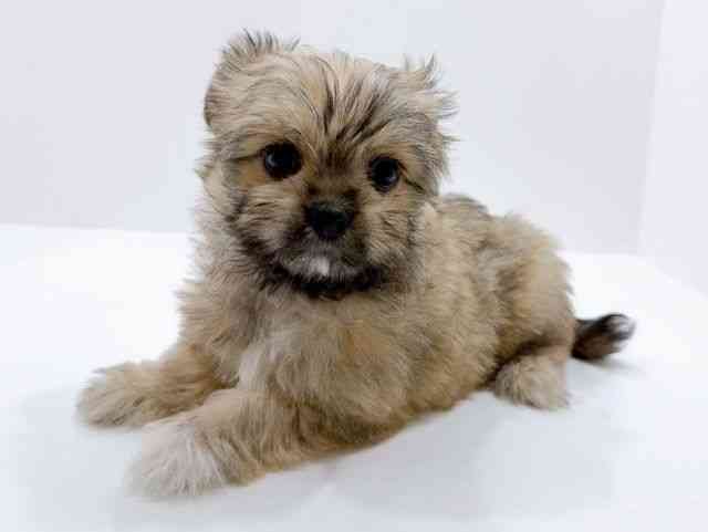 広島県のチワマル/マルチワ(チワワ×マルチーズ) (ひごペットフレンドリーフジグラン神辺店/2026年1月17日生まれ/女の子/フォーン)の子犬の3枚目の画像