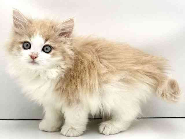 兵庫県のノルウェージャンフォレストキャット (ひごペットフレンドリークラウンパーク伊丹店/2026年1月18日生まれ/男の子/クリームホワイト)の子猫の3枚目の画像