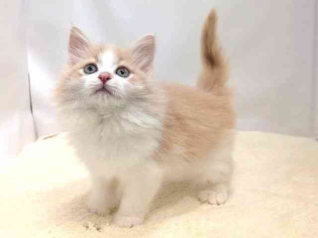 広島県のノルウェージャンフォレストキャット (ひごペットフレンドリーゆめタウン廿日市店/2026年1月18日生まれ/女の子/クリームホワイト)の子猫の3枚目の画像