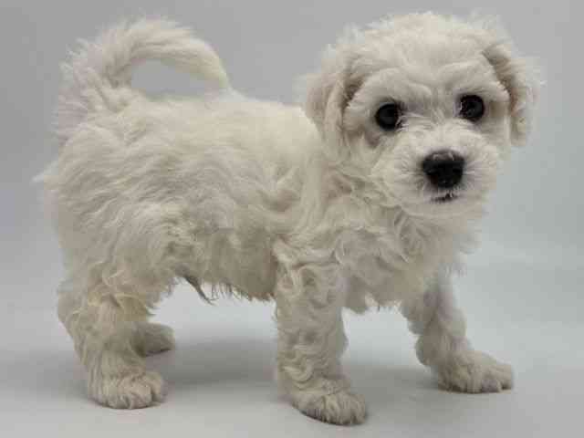 島根県のビションフリーゼ (ひごペットフレンドリーイオンモール出雲店/2026年1月17日生まれ/男の子/ホワイト)の子犬の3枚目の画像