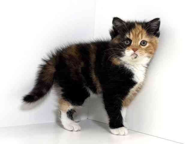 兵庫県のスコティッシュフォールド (ひごペットフレンドリーイトーヨーカドー明石店/2026年1月17日生まれ/女の子/キャリコ)の子猫の3枚目の画像